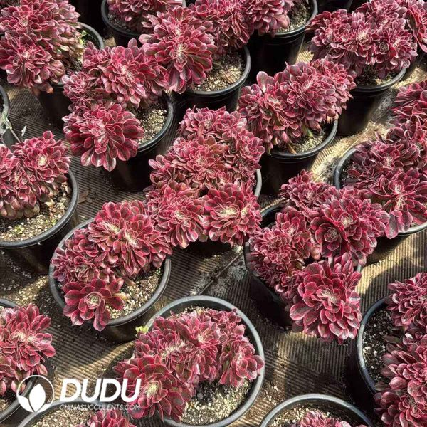 Aeonium Pink Witch Cristata - Image 2