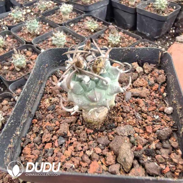 Turbinicarpus klinkerianus - Image 1