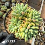 Echeveria Adistoto Clustering