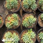 Echeveria Adistoto Clustering - Image 2