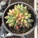 Echeveria Qinghua Porcelain