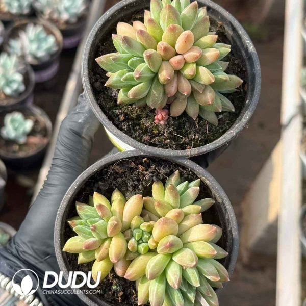 Echeveria Qinghua Porcelain - Image 2