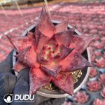 Echeveria Agavoides Romeo