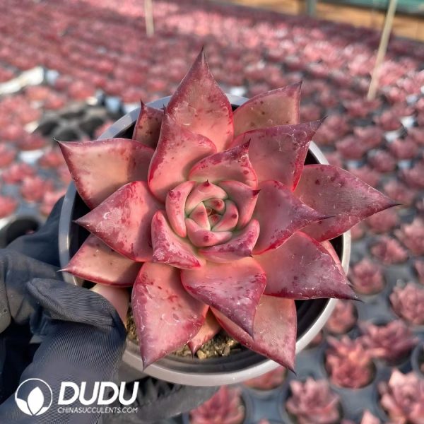 Echeveria Agavoides Romeo - Image 2