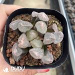 Haworthia Truncata Evening Crane