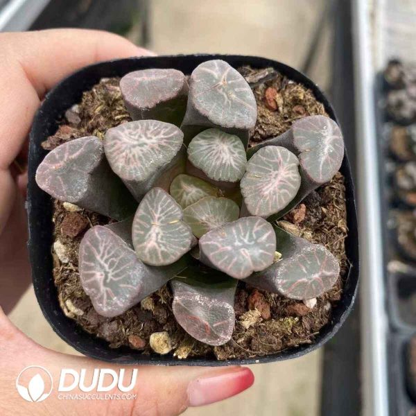Haworthia Truncata Evening Crane - Image 2