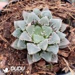 Haworthia Hakuteijyo White Emperor City