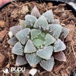 Haworthia Hakuteijyo White Emperor City - Image 2