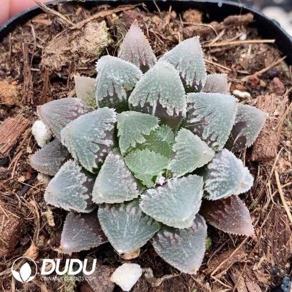 Haworthia Hakuteijyo White Emperor City - Image 2