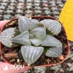 Haworthia Sweet Heart