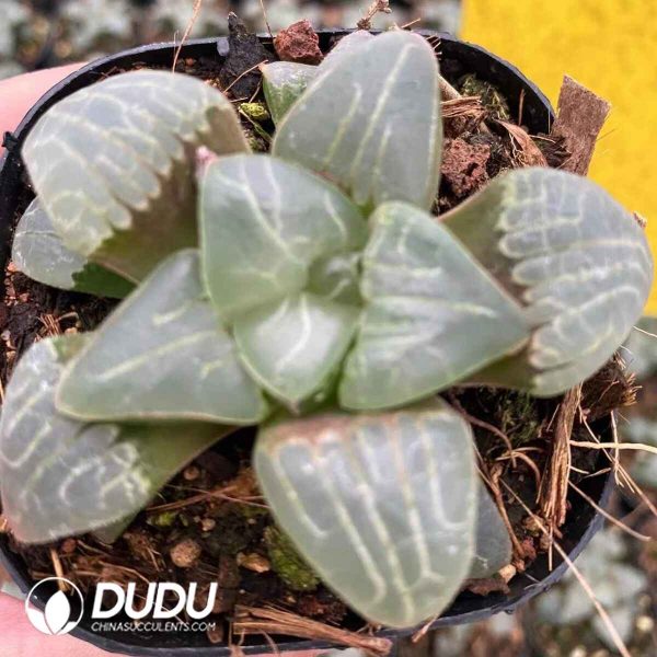 Haworthia Sweet Heart - Image 2