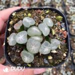 Haworthia Truncata Eurola