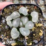Haworthia Truncata Eurola - Image 2
