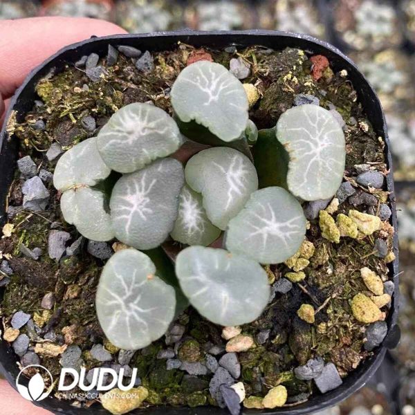Haworthia Truncata Eurola - Image 2