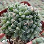 Haworthia White Sugar