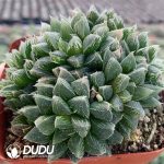 Haworthia White Sugar - Image 2