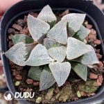 Haworthia Juechuan