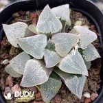Haworthia Juechuan - Image 2