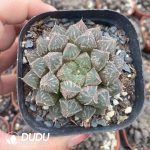Haworthia Hybrid Mirrorball