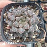 Haworthia Hybrid Mirrorball - Image 2