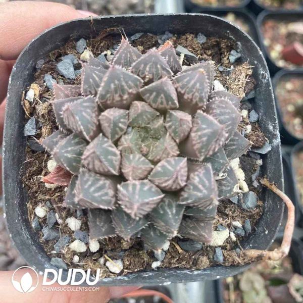 Haworthia Hybrid Mirrorball - Image 2