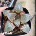 Haworthia Shuten-doji