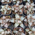 Haworthia Shuten-doji - Image 2
