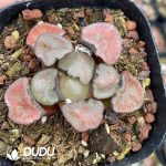 Haworthia Maughanii Red Pattern