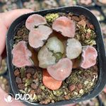 Haworthia Maughanii Red Pattern - Image 2