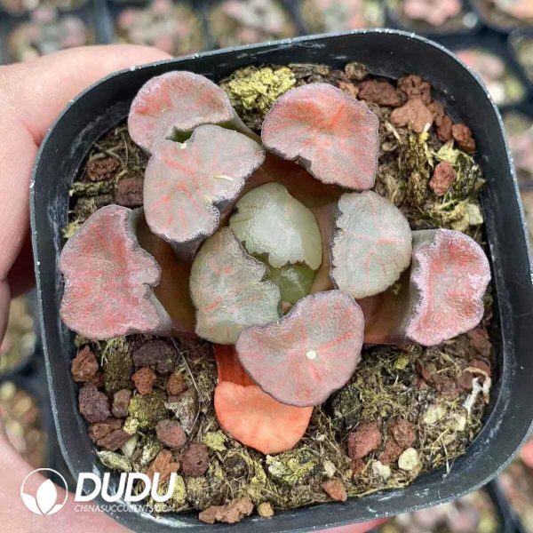 Haworthia Maughanii Red Pattern - Image 2