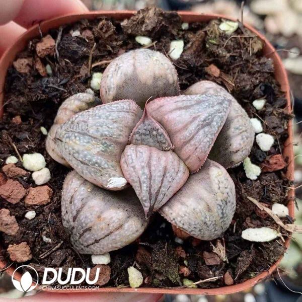 Haworthia Silver King - Image 2