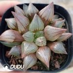 Haworthia Magnifica v.atrofusca