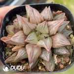 Haworthia Magnifica v.atrofusca - Image 2