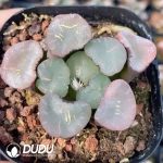 Haworthia Magic Mirror