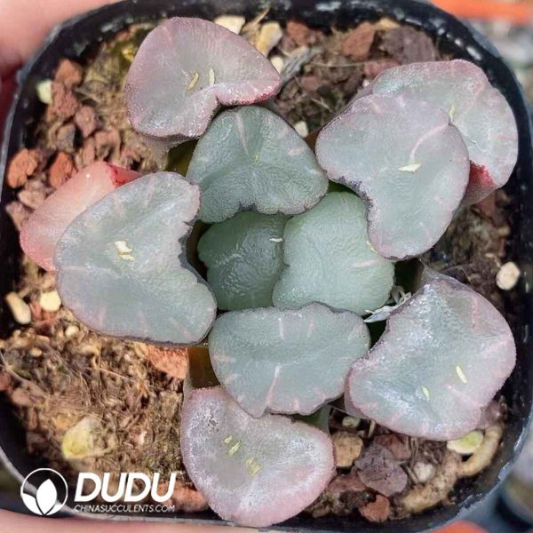 Haworthia Magic Mirror - Image 2