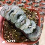 Haworthia Truncata Dapeng