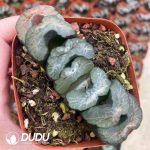 Haworthia Truncata Dapeng - Image 2