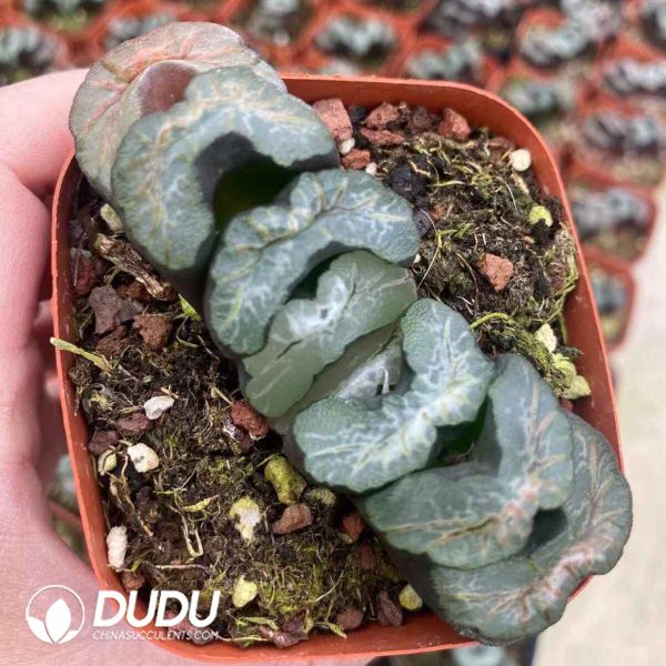 Haworthia Truncata Dapeng - Image 2