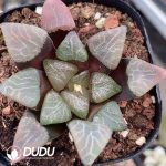 Haworthia Springbok - Image 2