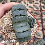 Haworthia Truncata Kiganjo