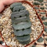 Haworthia Truncata Kiganjo - Image 2