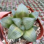 Haworthia Magnifica Xishan