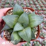 Haworthia Magnifica Xishan - Image 2