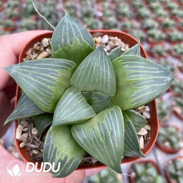 Haworthia Magnifica Xishan - Image 2