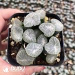 Haworthia Maughanii Silver Dragon Emperor