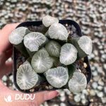 Haworthia Maughanii Silver Dragon Emperor - Image 2