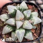 Haworthia Tianyin