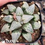 Haworthia Tianyin - Image 2
