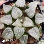 Haworthia Moon Shadow