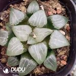 Haworthia Moon Shadow - Image 2